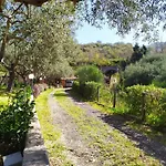 Il Vigneto 