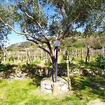 Il Vigneto 