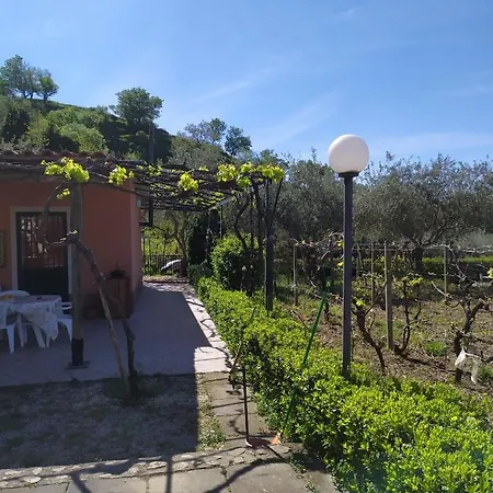 Il Vigneto 