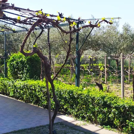 Dom wakacyjny Il Vigneto 