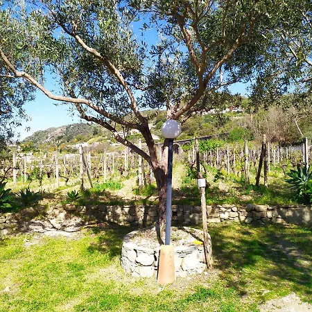Il Vigneto 
