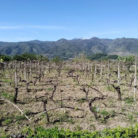Il Vigneto 
