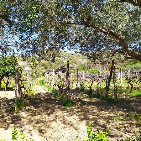 Il Vigneto 