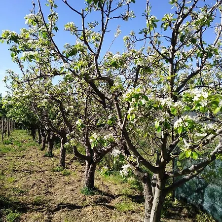 Dom wakacyjny Il Vigneto 