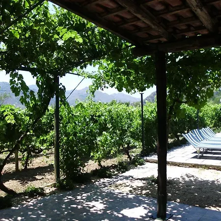 Il Vigneto 