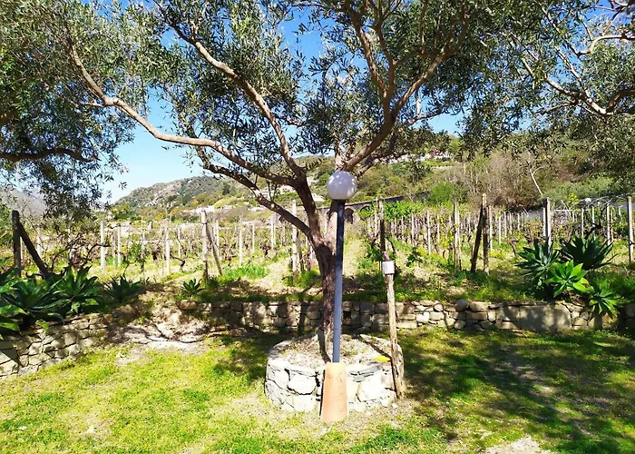 Il Vigneto 