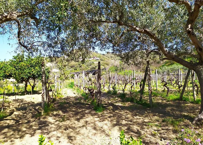 Il Vigneto 