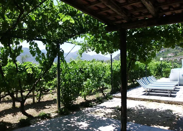 Il Vigneto 